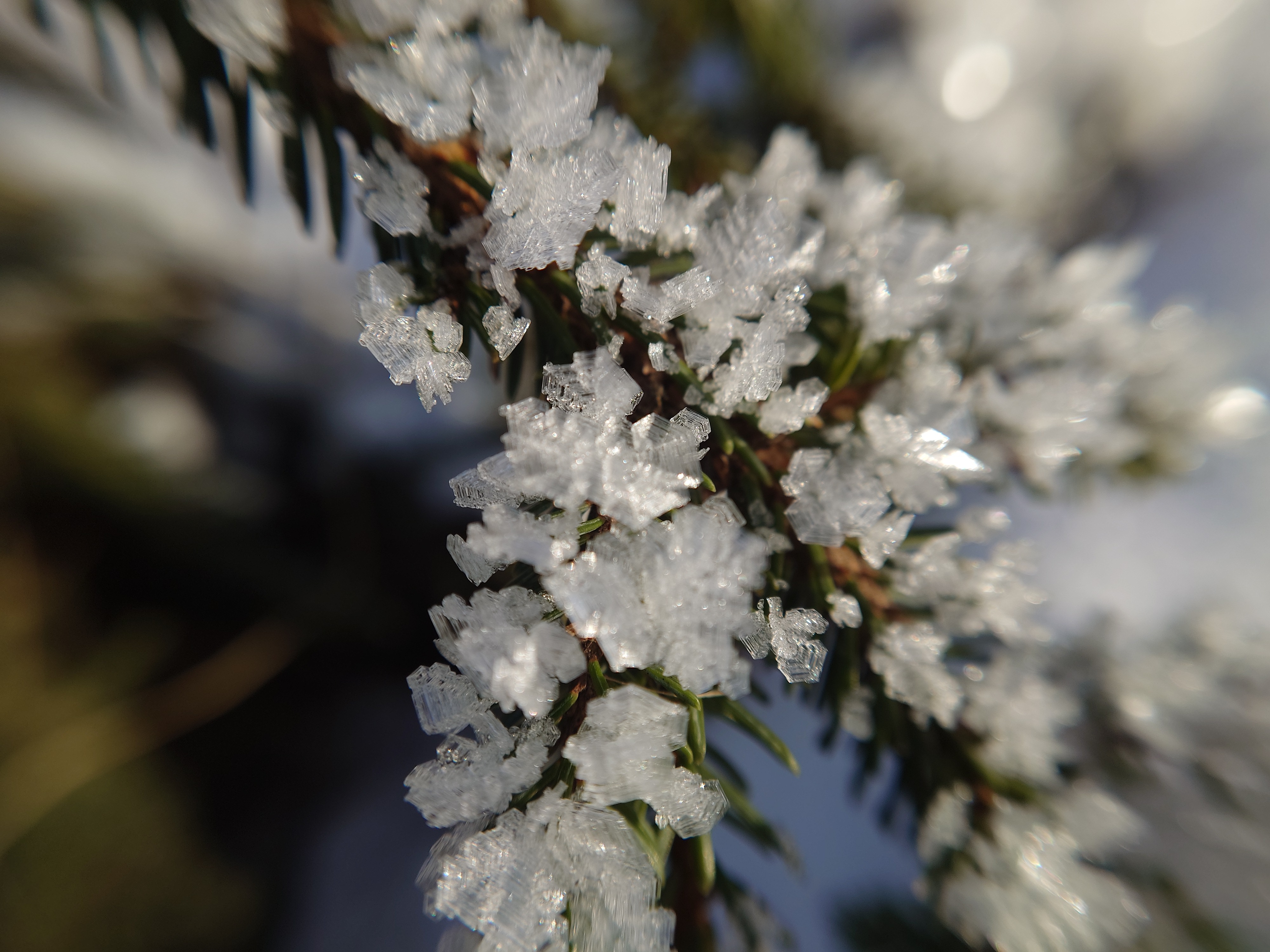 Ice crystals growing on a spruce branch